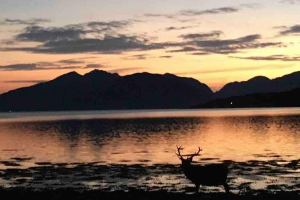 The Fox'S Den, Luxury Cosy Mini Lodge, Highlands North Ballachulish Eksteriør bilde